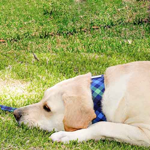 bellcher-collar-martingale-escoces-azul-claro-violeta-entrega-en-3-dias-habiles