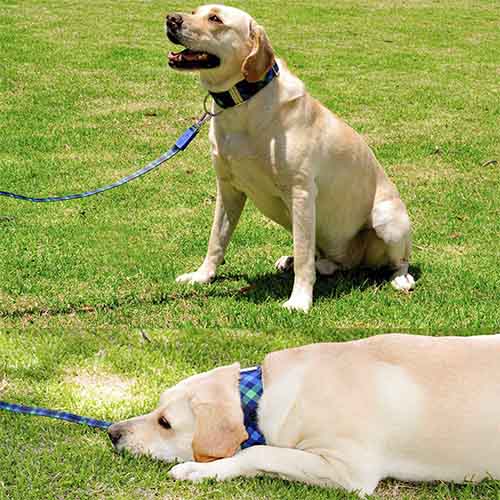 bellcher-collar-martingale-escoces-azul-claro-violeta-entrega-en-3-dias-habiles