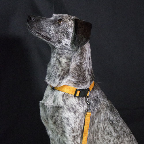 PetsMasters  - Collar + Correa Plana Universal