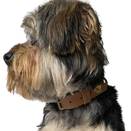 petsmasters-collar-person-dog
