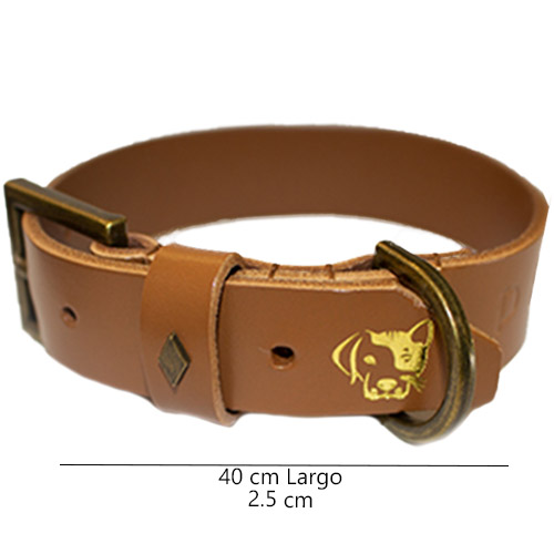 petsmasters-collar-person-dog