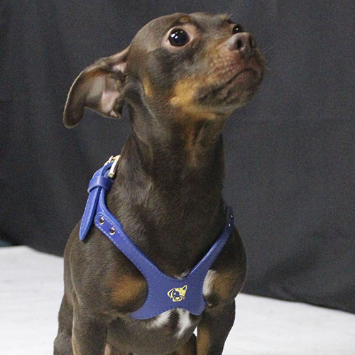 petsmasters-pechero-cuero-sintetico-importado