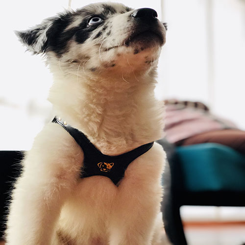 petsmasters-pechero-cuero-sintetico-importado
