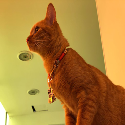 petsmasters-ref-g2-collares