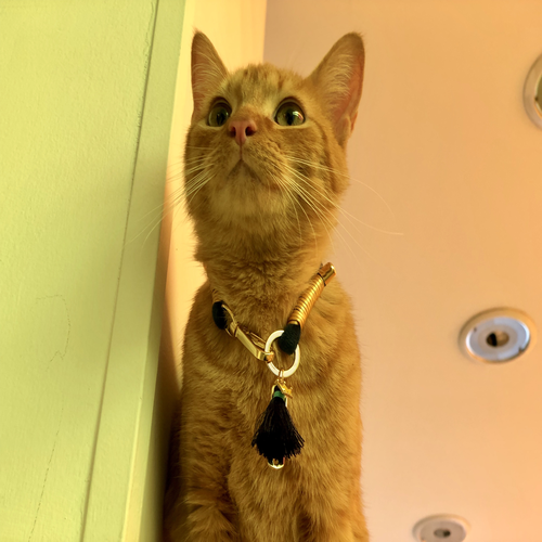 petsmasters-ref-g5-collares