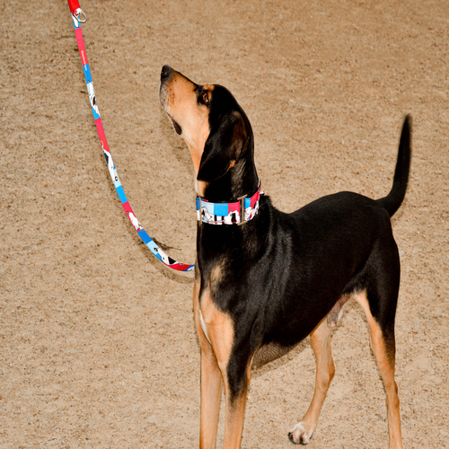 bellcher-collar-martingale-dogs-marine