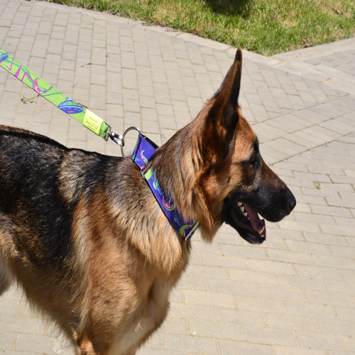 Bellcher Collar Martingale Bōgu ** Entrega en 3 Días Hábiles **
