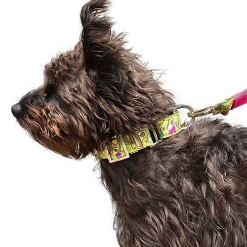 bellcher-collar-martingale-aguacates-entrega-en-3-dias-habiles