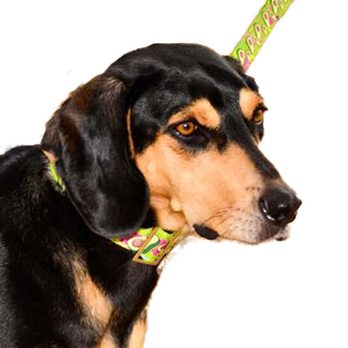 bellcher-collar-martingale-aguacates-entrega-en-3-dias-habiles
