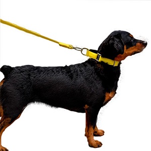 bellcher-collar-martingale-amarillo-entrega-en-3-dias-habiles
