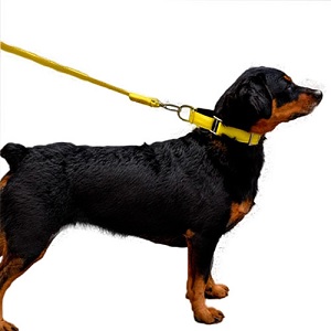 bellcher-collar-martingale-amarillo-entrega-en-3-dias-habiles