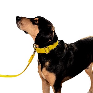 bellcher-collar-martingale-amarillo-entrega-en-3-dias-habiles