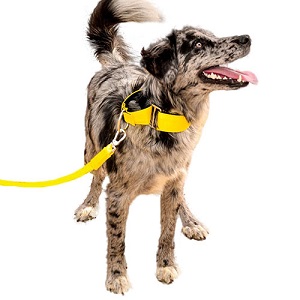 bellcher-collar-martingale-amarillo-entrega-en-3-dias-habiles