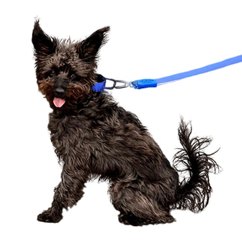 bellcher-collar-martingale-azul-entrega-en-3-dias-habiles
