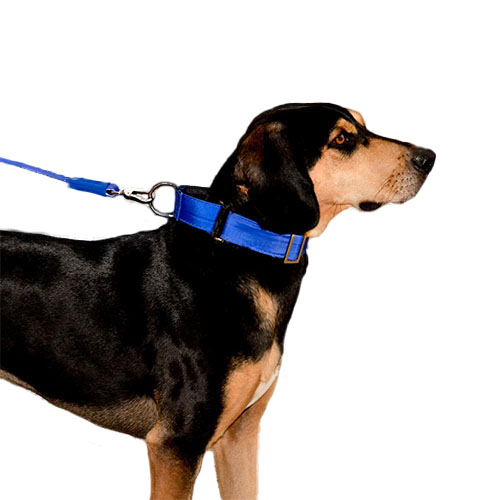 bellcher-collar-martingale-azul-entrega-en-3-dias-habiles