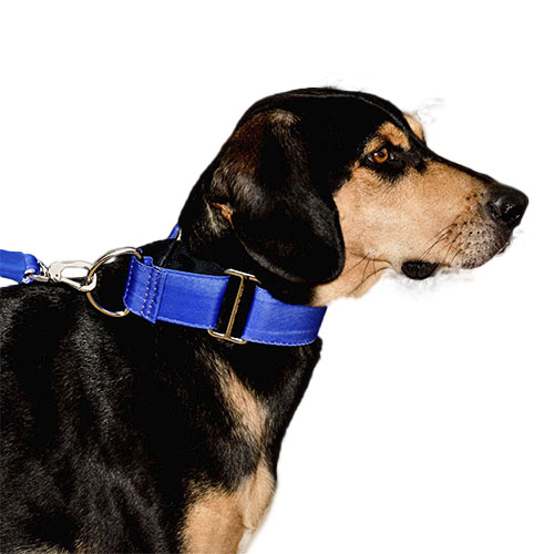 bellcher-collar-martingale-azul-entrega-en-3-dias-habiles