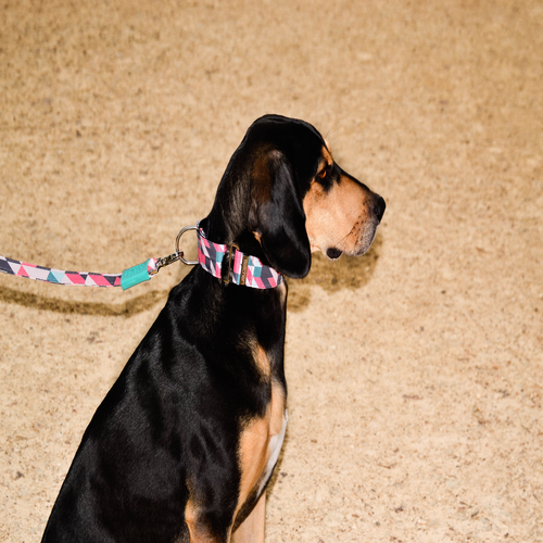 Bellcher - Collar Martingale Sharp pastel