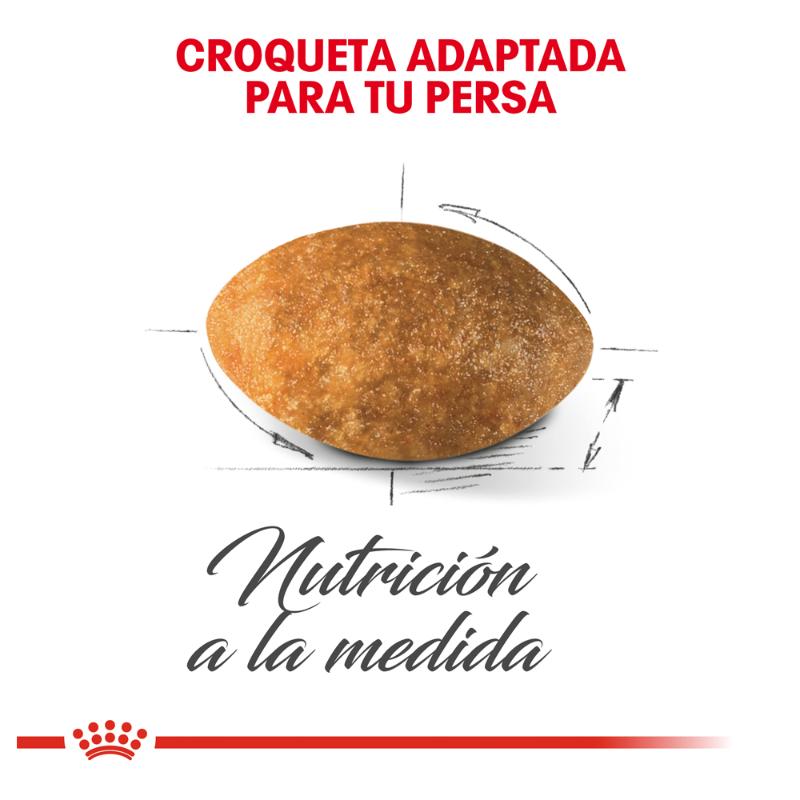 royal-canin-persa-adulto