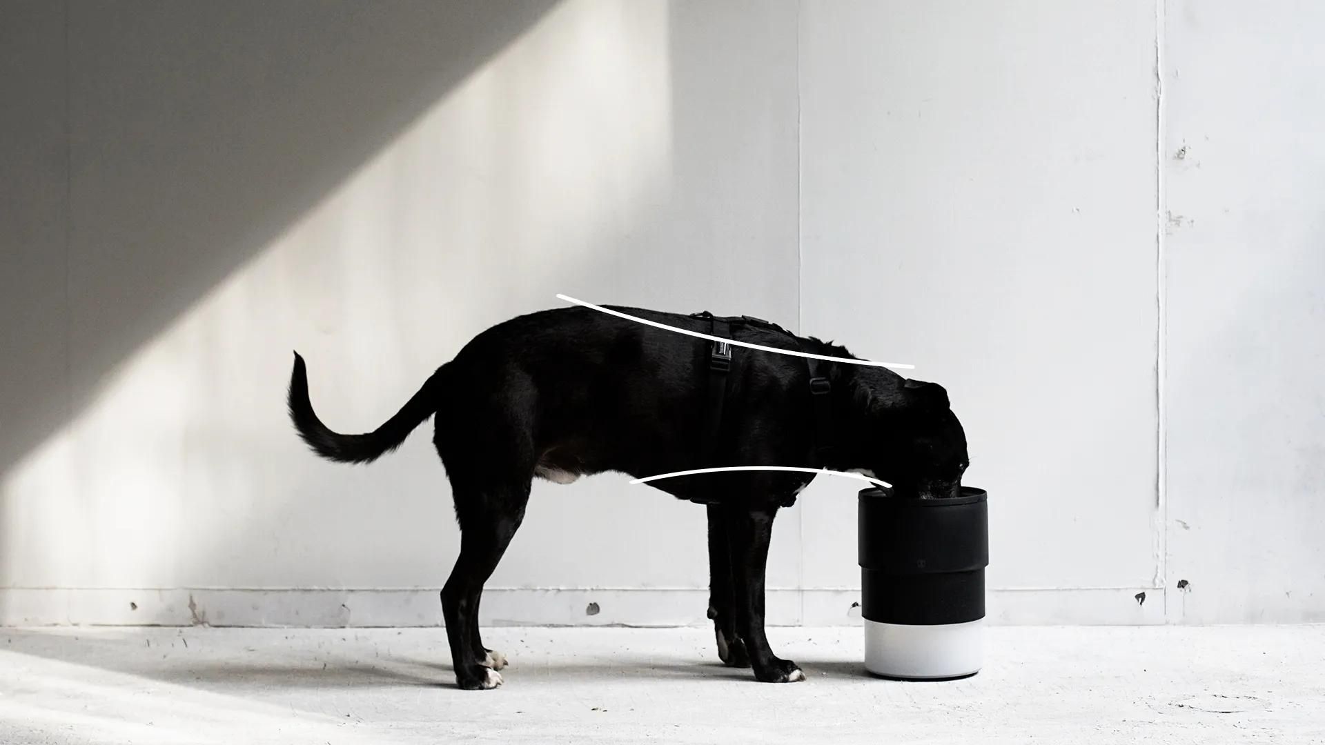 zeedog-bowl-white