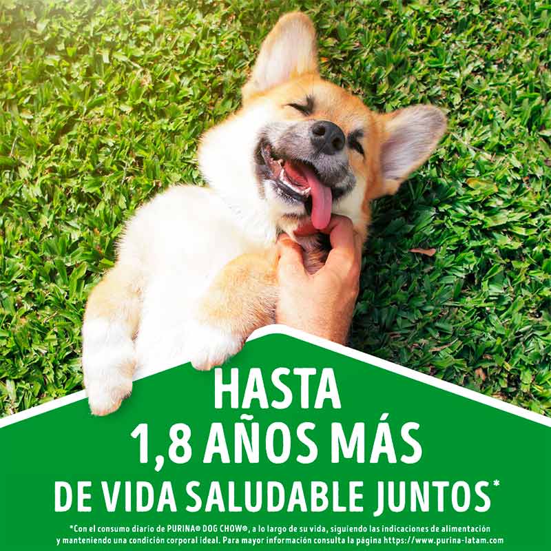 dog-chow-adultos-todos-los-tamanos-cordero