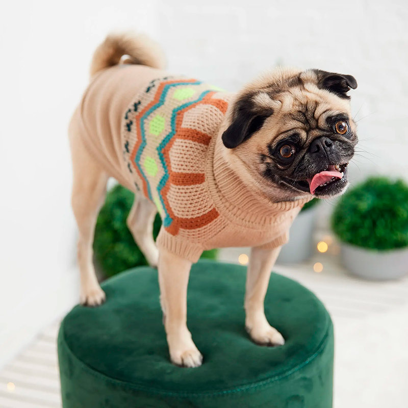 gf-pet-sweater-heritage-arena