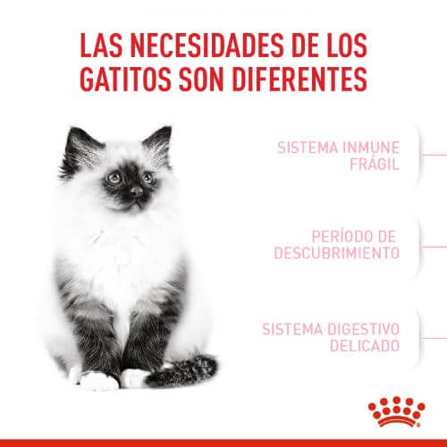 royal-canin-fhn-kitten