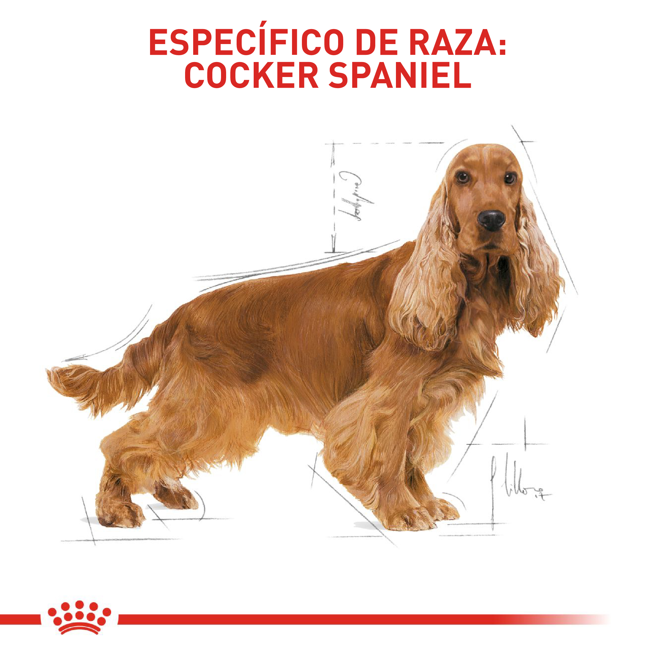 royal-canin-cocker