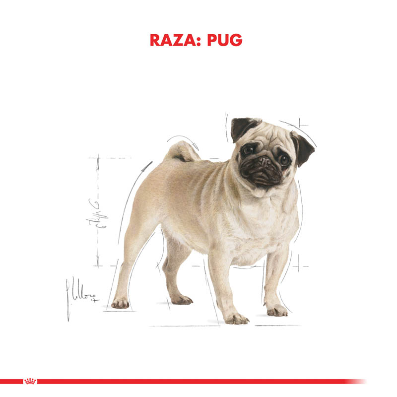 royal-canin-pug-adulto