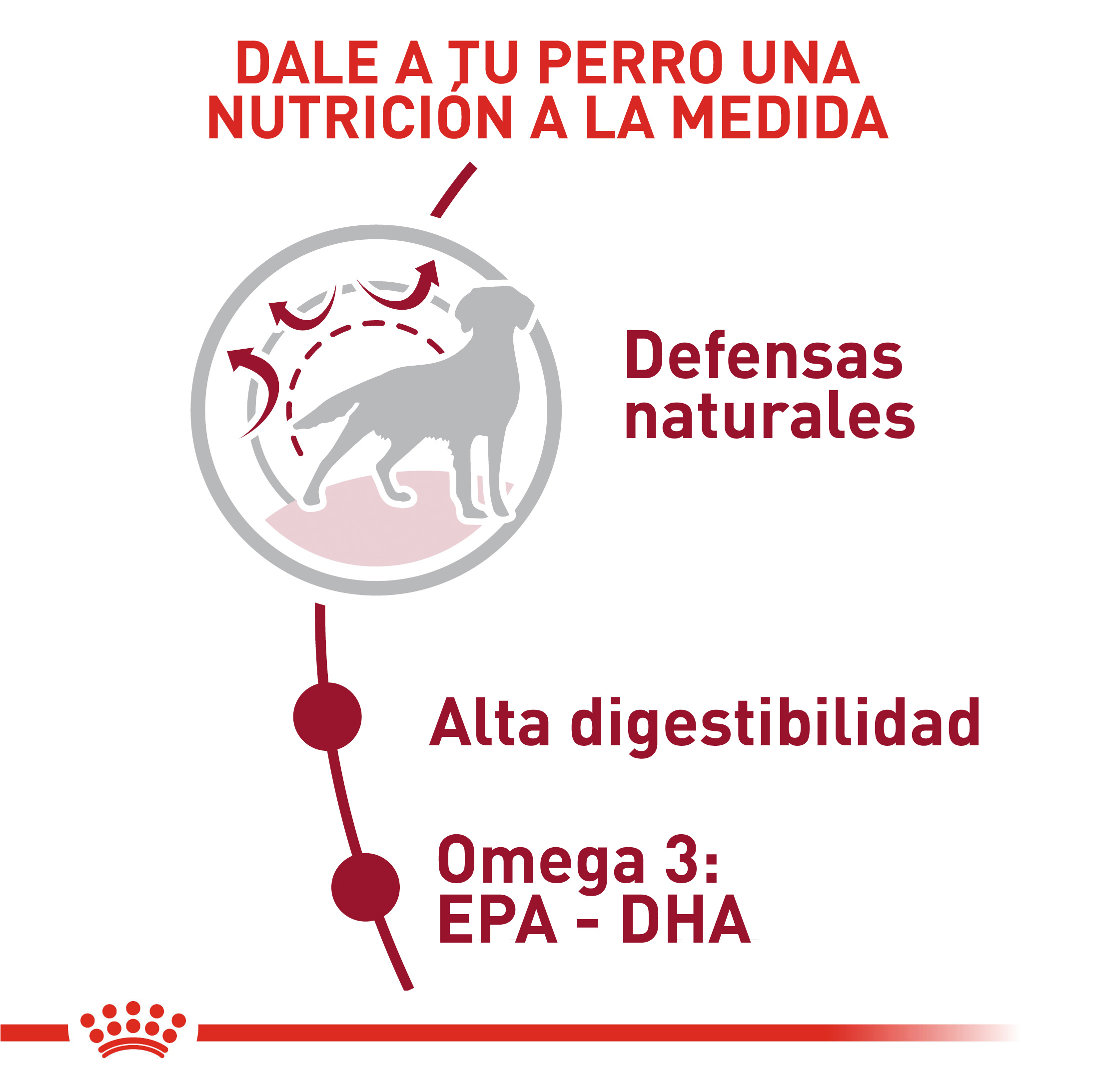 royal-canin-medium-adulto