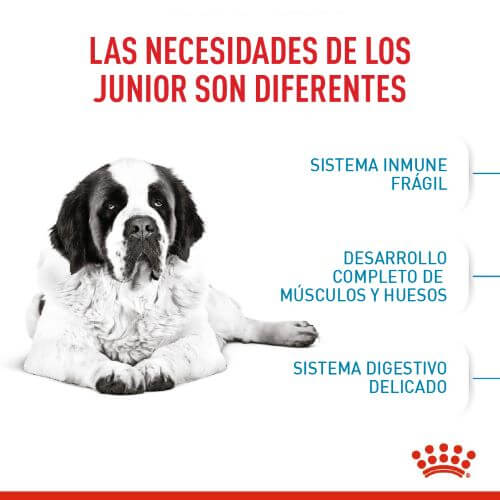 royal-canin-giant-junior
