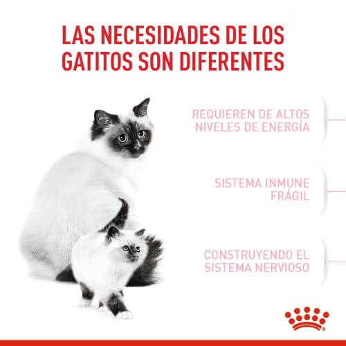 royal-canine-primera-edad-mother-and-baby-cat