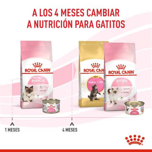 royal-canine-primera-edad-mother-and-baby-cat
