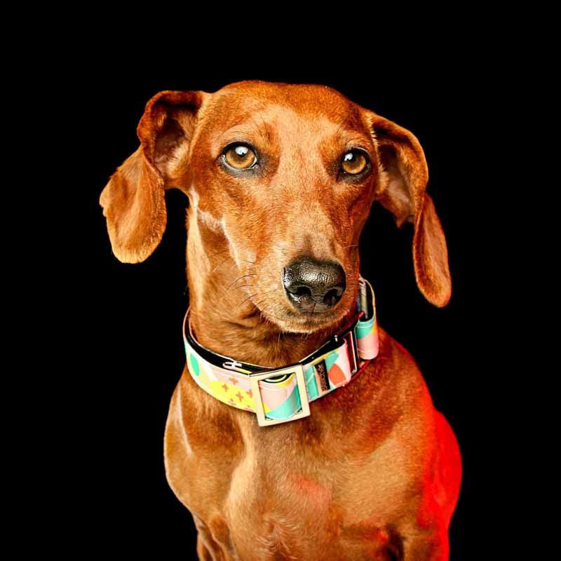 bellcher-collar-martingale-chillout-25-cm