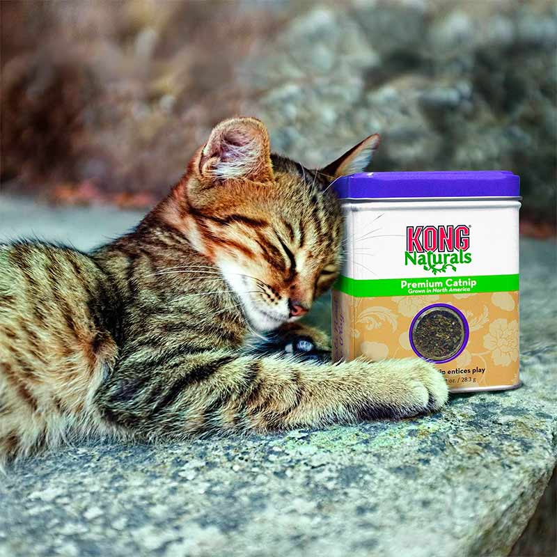 kong-natural-premium-catnip-para-gato