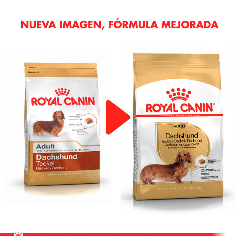 royal-canin-dachshund
