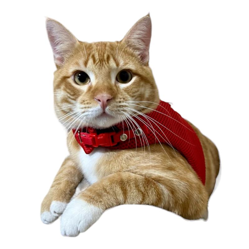 meow-design-pechera-para-gatos-sport-roja