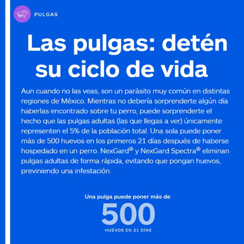 nexgard-spectra-perro-grande-1-tableta