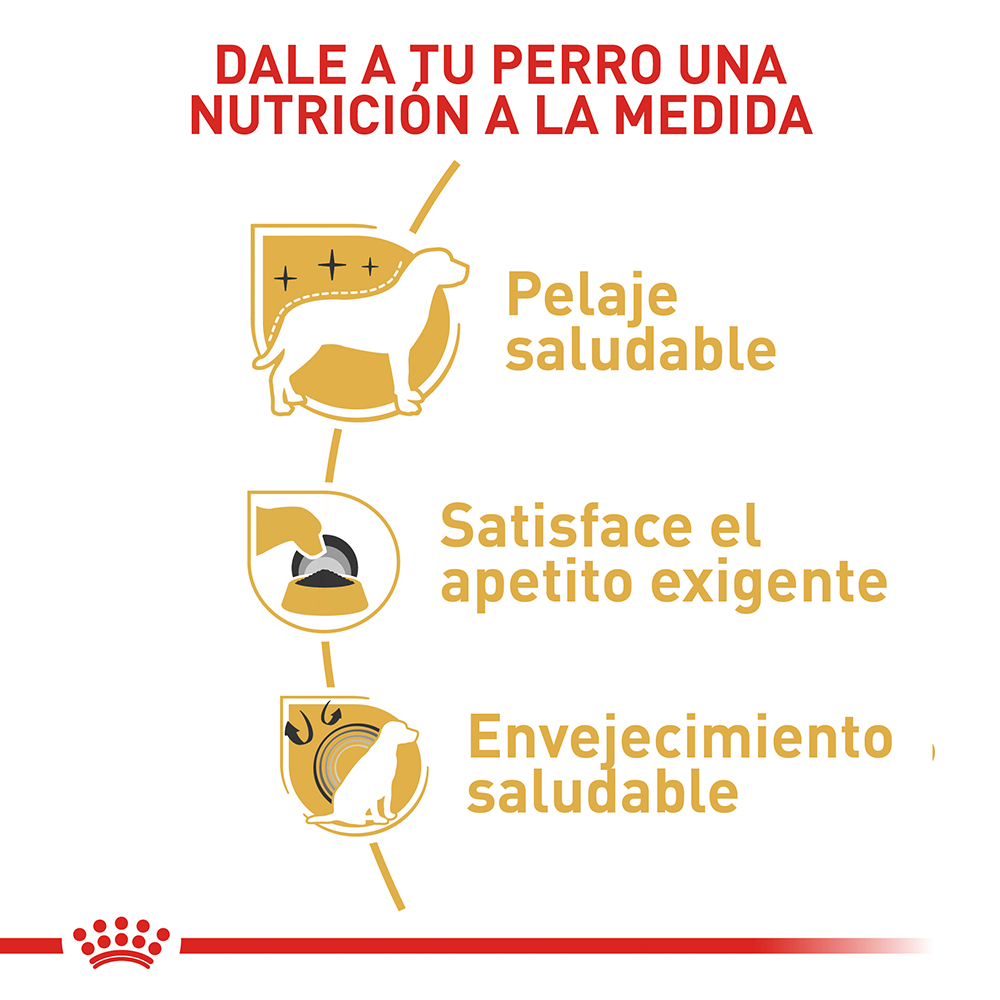 royal-canin-yorkshire-terrier-adulto-8