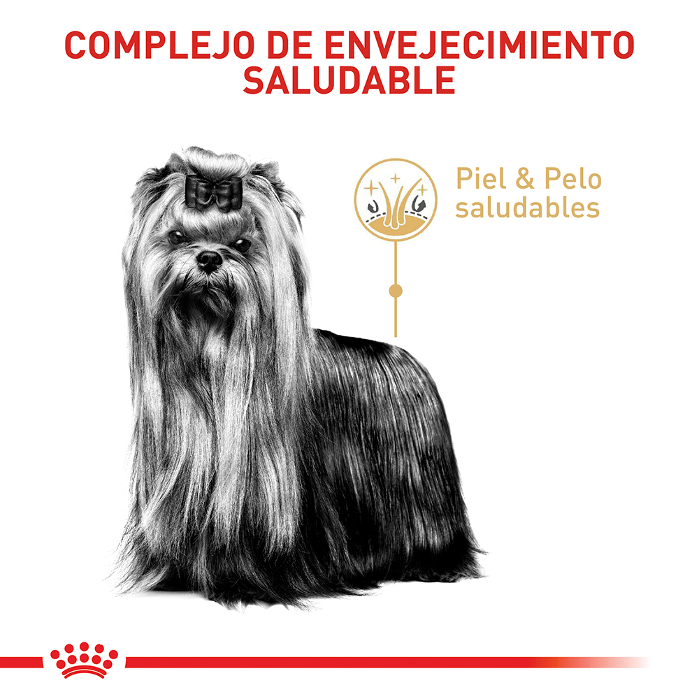 royal-canin-yorkshire-terrier-adulto-8