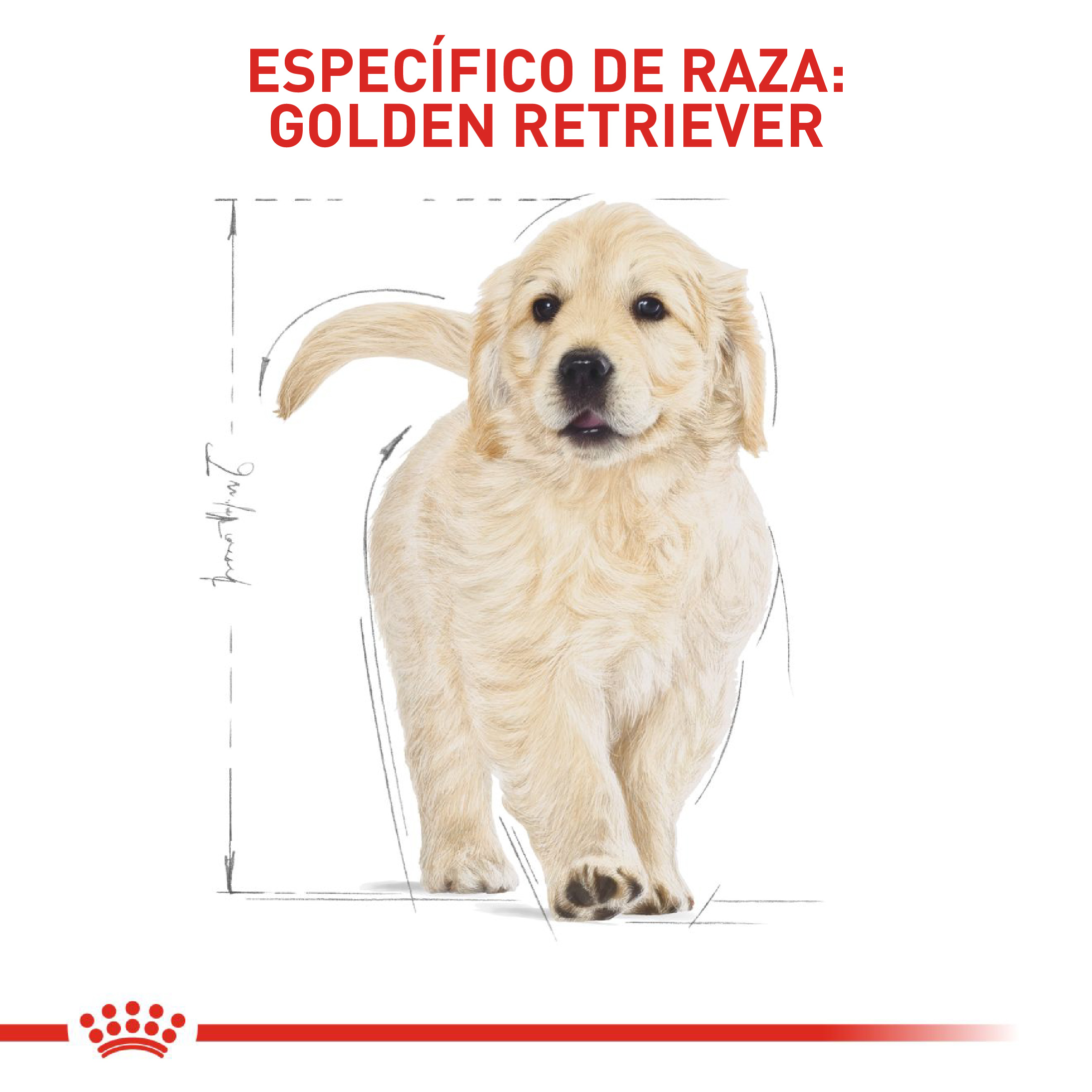 royal-canin-golden-retriever-puppy