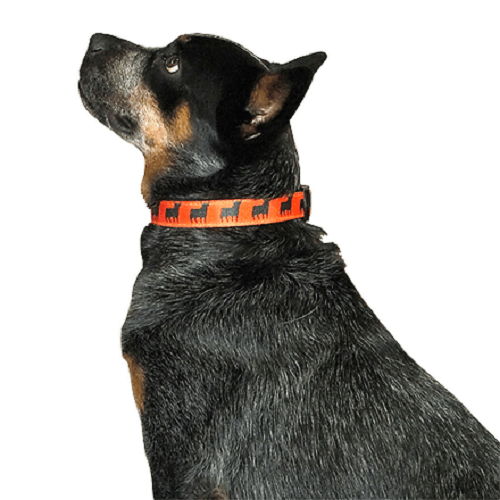 animal-shop-collar-toros