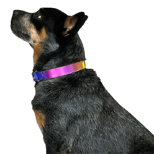 animal-shop-collar-rainbow