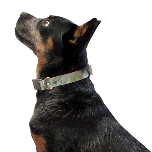 animal-shop-collar-caballos