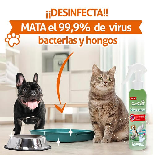 catcan-quatercide-desinfectante