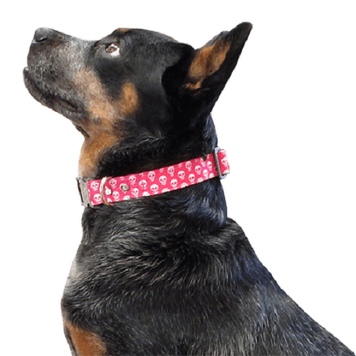 Animal Shop - Collar Calaveras Pink