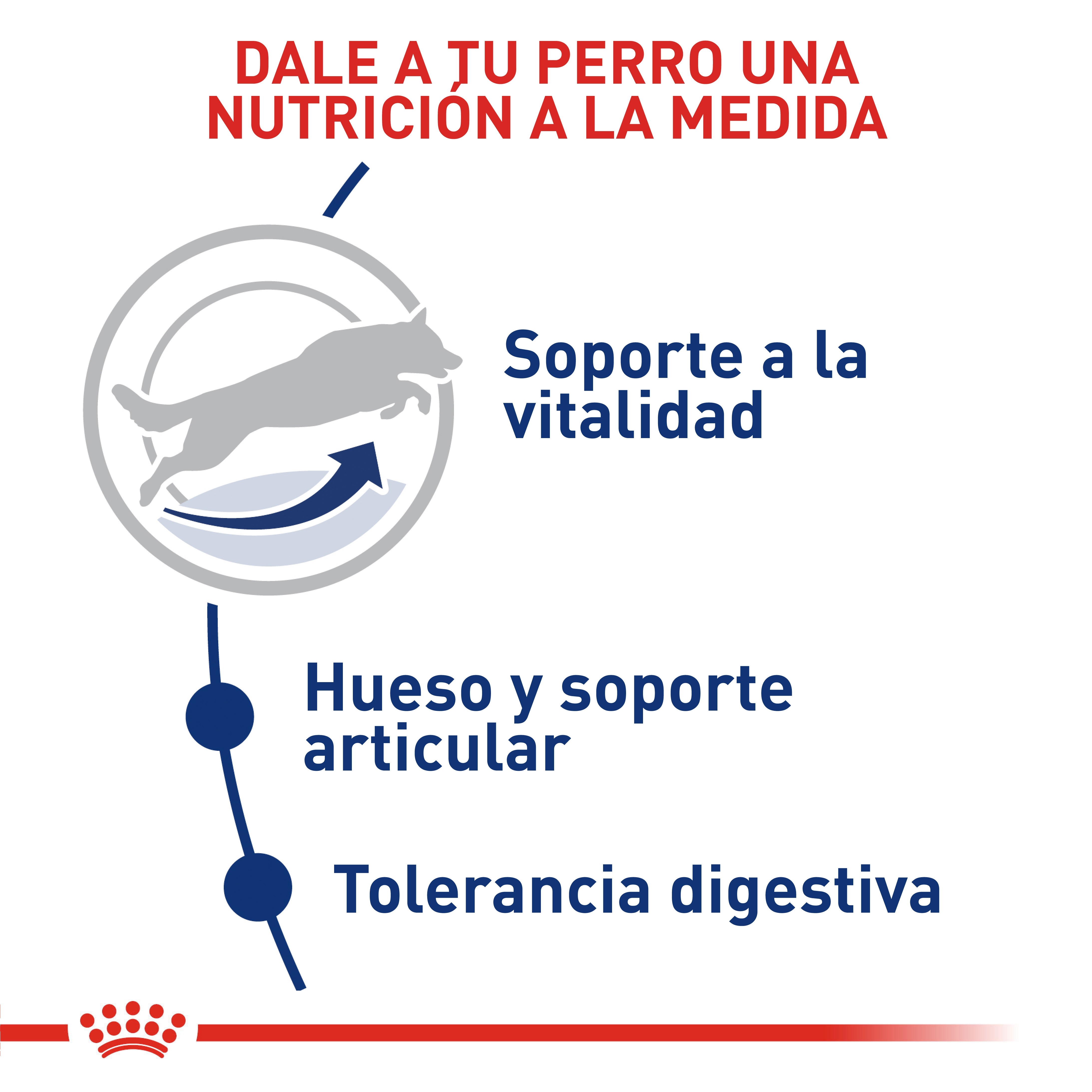 royal-canin-maxi-adult-5