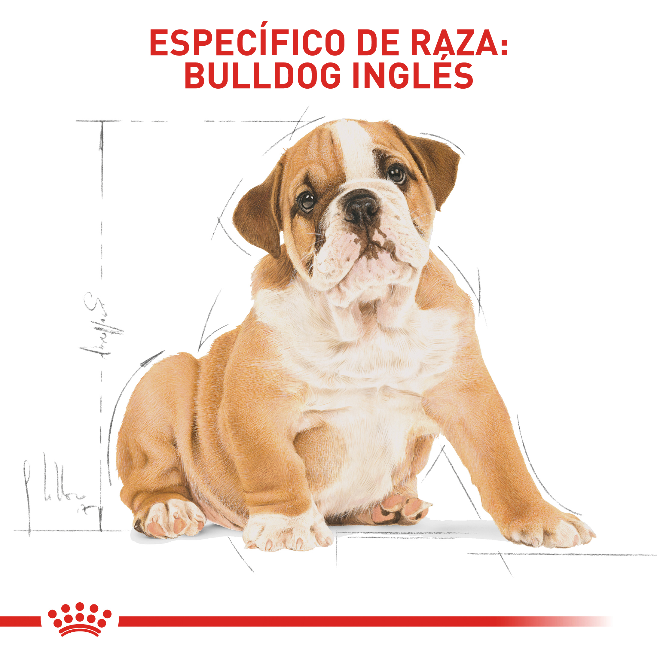 royal-canin-bulldog-ingles-puppy