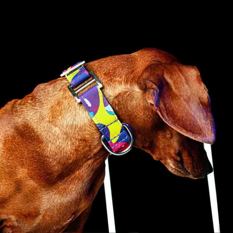 bellcher-collar-martingale-donelly-colors-25-cm