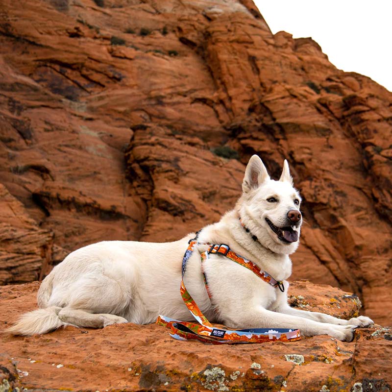 wolfgang-arnes-para-perro-confort-parklands