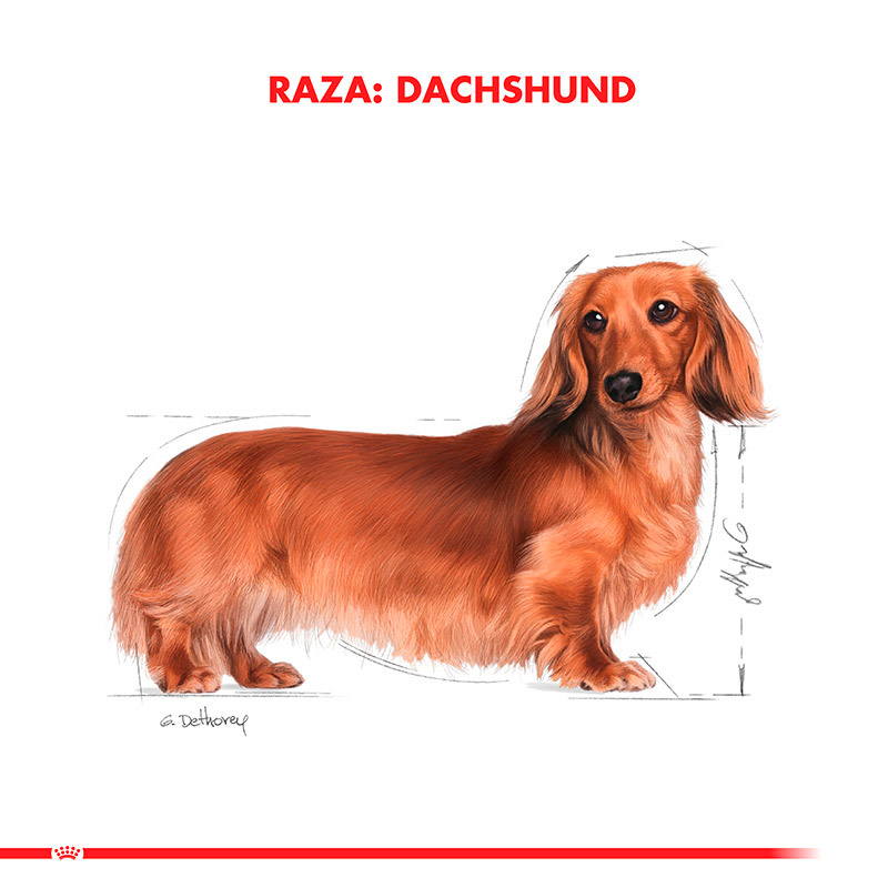 royal-canin-alimento-humedo-perro-adulto-dachshund